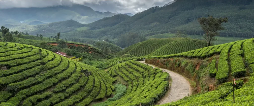 happy-valley-tea-estate