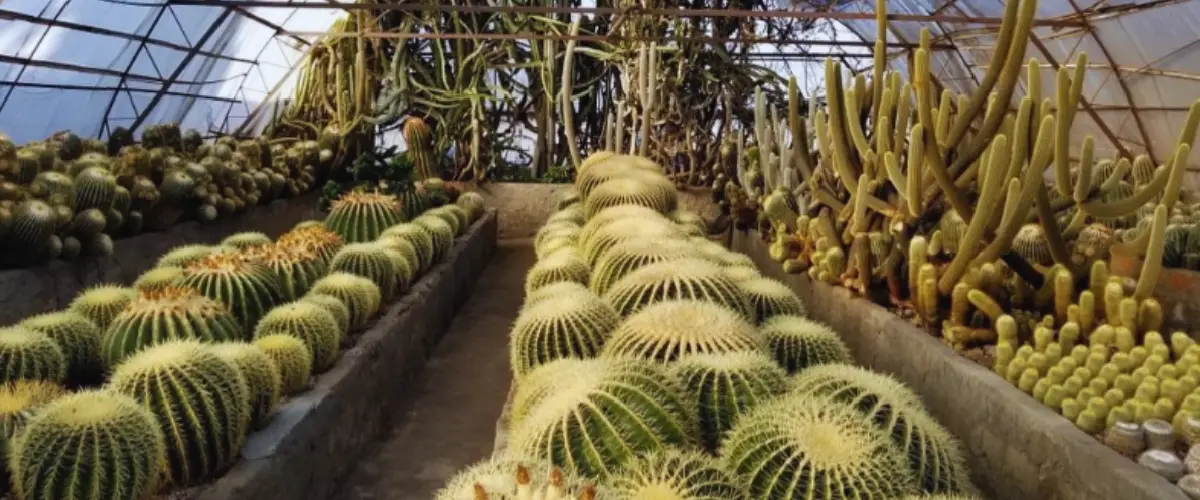 Pine View Nursery in Kalimpong
