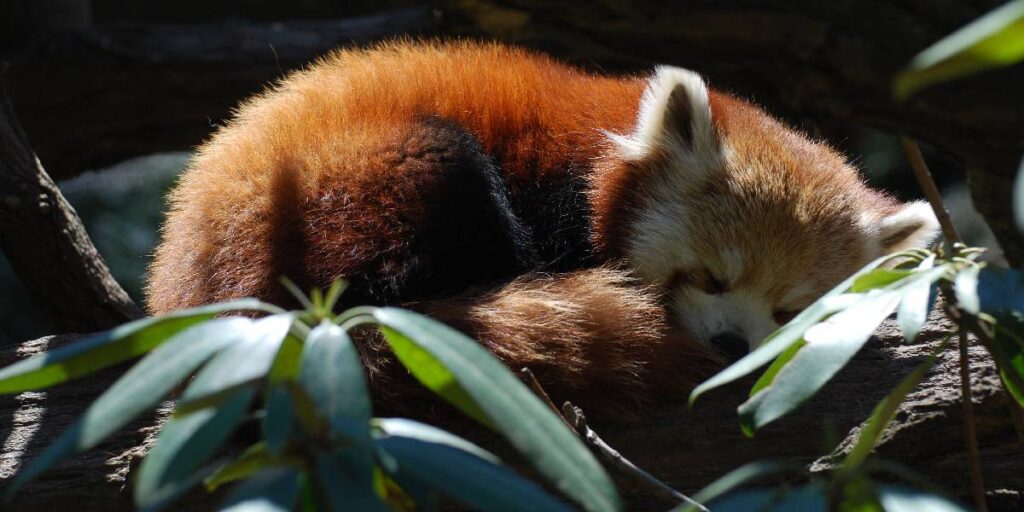 red-panda