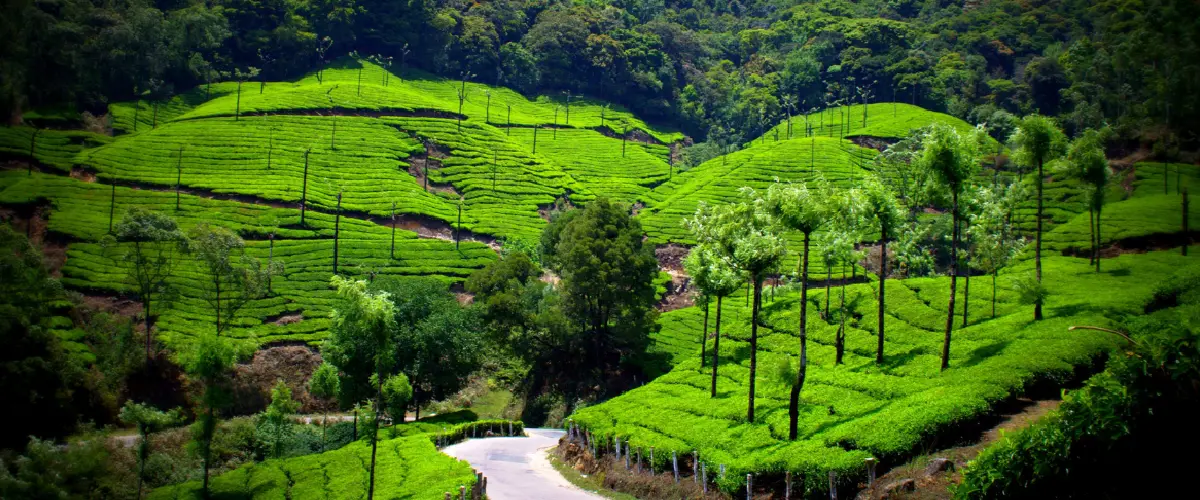 castleton tea estate in kurseong