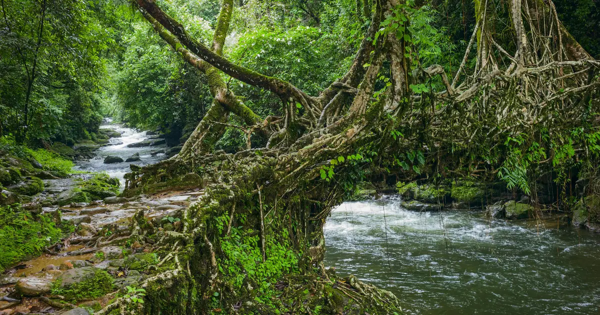 Double-Decker-Living-Root-Bridge