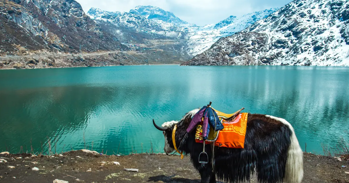 cholamu lake in north sikkim