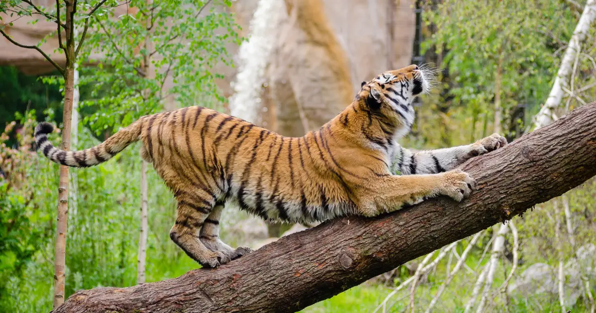 Dachigam National Park in kashmir