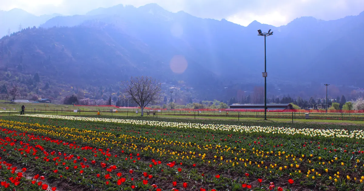 Indira Gandhi Memorial Tulip Garden