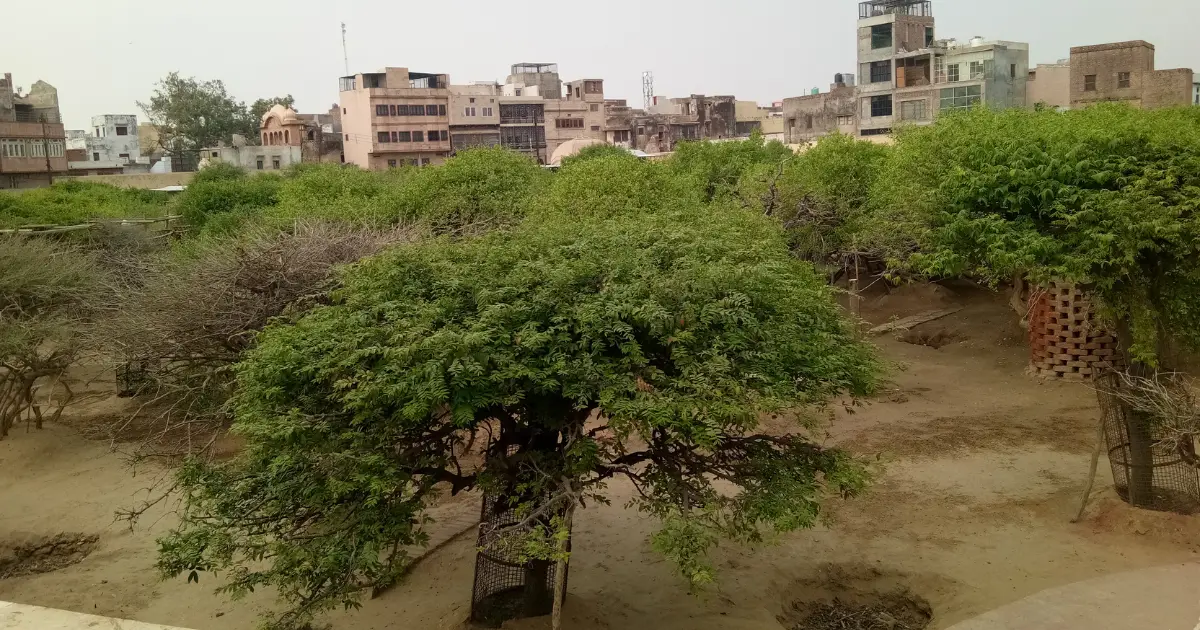 Nidhivan Temple in Vrindavan