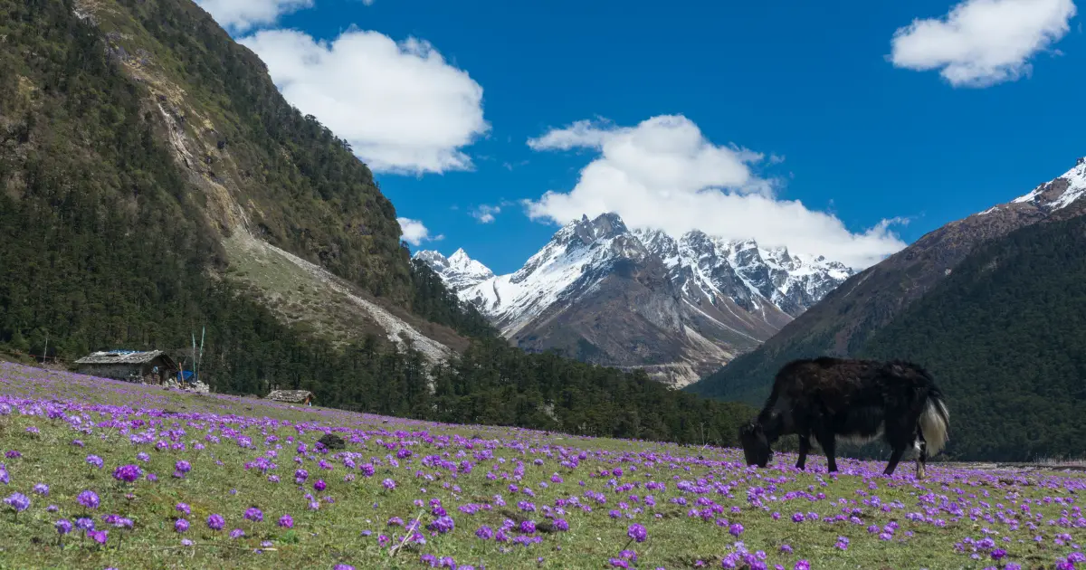 yumthang valley in lachung