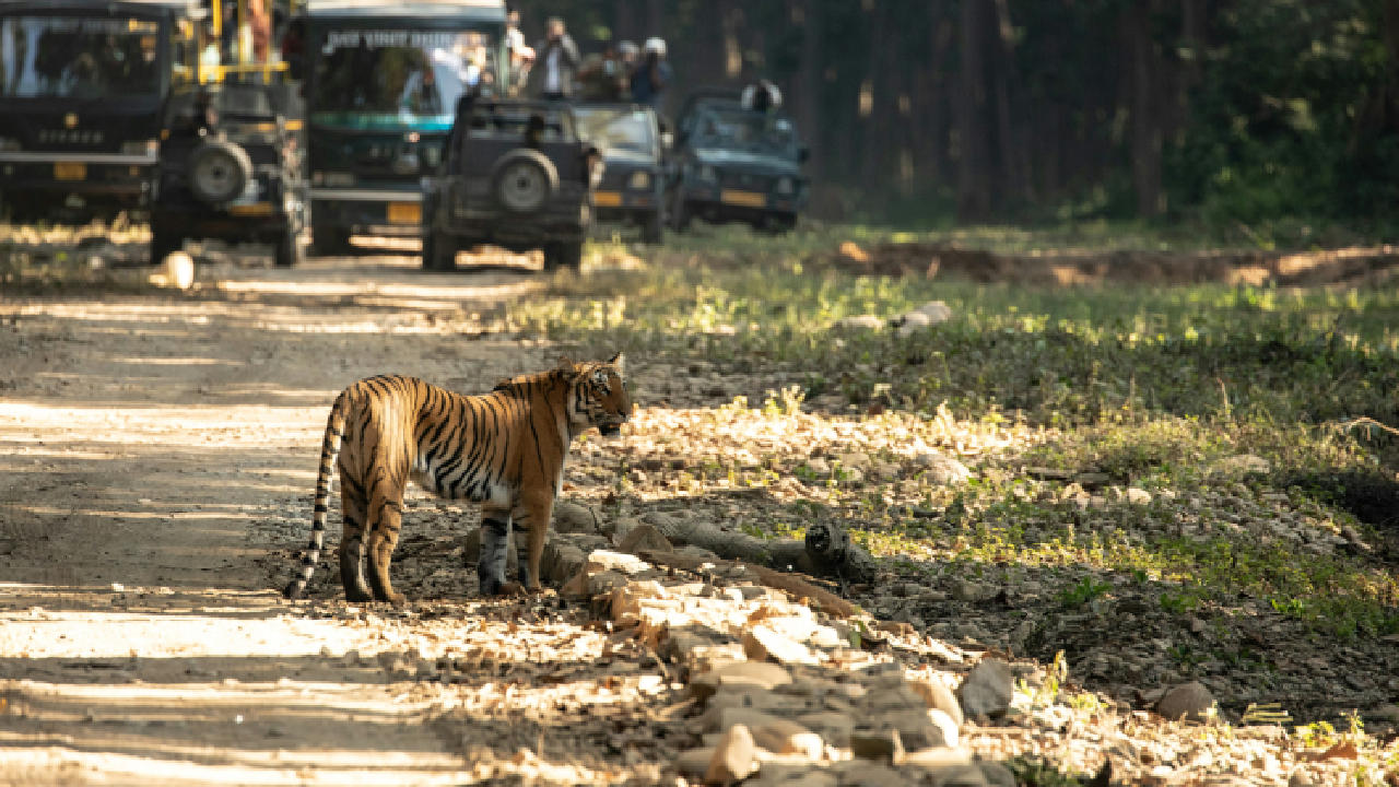 Top 10 Places To Visit in Uttarakhand in 2025 6 Jim corbeet national park image